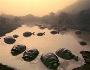 tortoises-at-dawn-lanting
